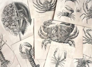 Mechanical Biological studies by Steeven Salvat