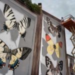 Artist-creates-giant-butterflies-on-super-realistic-panels-5a020b04b924a__880