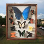 Artist-creates-incredible-giant-butterflies-on-the-streets-of-France-giving-the-impression-of-seeing-real-exhibitions-5a02be593d2b8__880