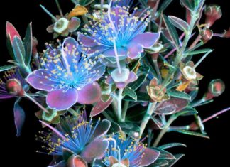 Astonishing Photographs Catch the Light That Plants Emit