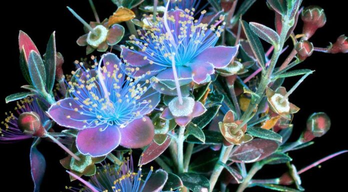 Astonishing Photographs Catch the Light That Plants Emit