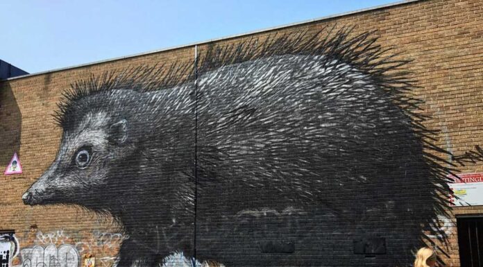 The Mysterious World of ROA